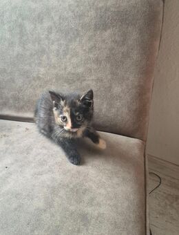 Bkh kitten suchen demnächst ihr neues Zuhause - Ganderkesee