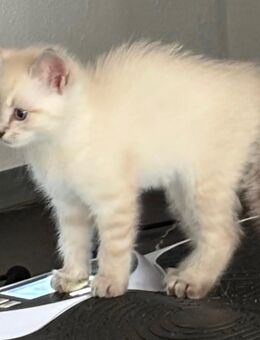 Süße baby Katzen - Stadtoldendorf