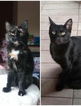 🌟 Verspieltes Dreamteam Barbara&Gianni - Eislingen (Fils)