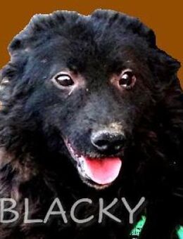 Wer gibt BLACKY 3 eine Chance? - Gefrees