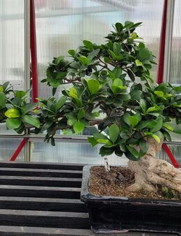 Ficus retousa Bonsai mit Schale - Regenstauf