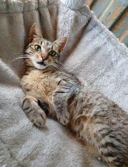 💚Sanfter Kater Mattheo sucht dich💚 - Eislingen (Fils)