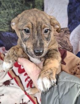 Pacco soll nicht in Rumänien aufwachsen - Blankenheim (Nordrhein-Westfalen)