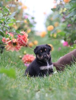 Familienhunde, Welpen, Aussiedor, Australienshephert, Labrador, Welpen - Wassenberg
