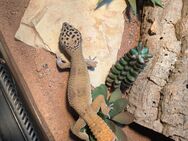 Leopardgecko - Danndorf
