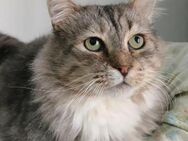 NOTFALL 🆘 EILT 🐱Lieber Noel 💞 - Eislingen (Fils)