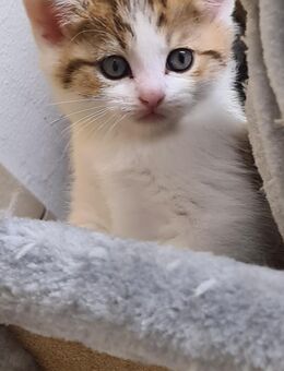 BKH Kitten - Köln