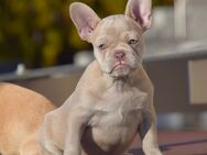 Französisch Bulldog Babys - Calw