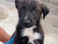 Nuri wartet im Tierheim - Köln