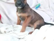 Zarte, kleine Bijou sucht... - Berlin