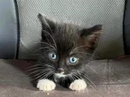Katzenbabys Mini Klein bleibend - Andervenne