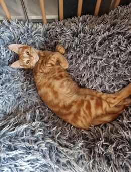 1 Kleiner Kater sucht noch sein Für-Immer-Zuhause - Hamm