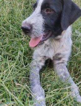 Melenios - wem darf er das Herz stehlen? - Mettmann