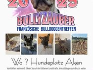 Französiche Bulldoggentreffen - Calbe (Saale)