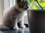 Wunderschöne Britisch Kurzhaar BKH Kitten reinrassig - Königswinter