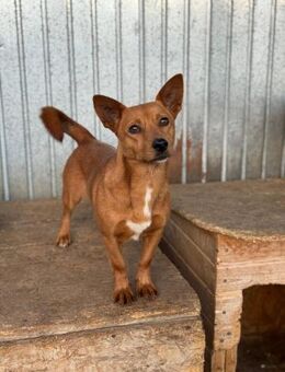 Mutige Cara will wieder vertrauen - Chemnitz