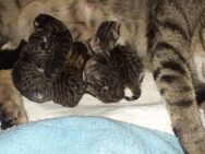 5 kleine Katzenbabys suchen ein neues Zuhause - Großpostwitz (Oberlausitz)