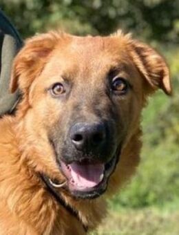 Hundeschatz COLIN - Gefrees