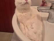Katze weiblich - Nürnberg