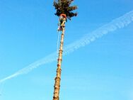 Baum Fällung mit Kletter Technik ohne Hebebühne - Leipzig