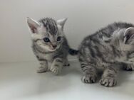 BKh Mix Kitten - Lohne (Oldenburg) Zentrum