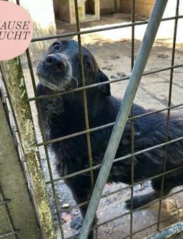 Notfall PICI sucht dringen ZH oder PS ❤️ - Saarbrücken