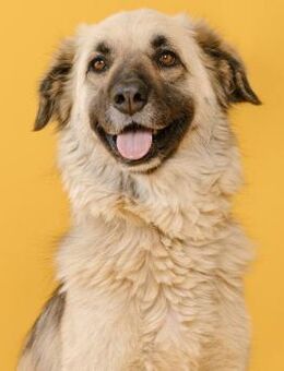 Kira - Freundliche Hündin sucht Zuhause - Berlin