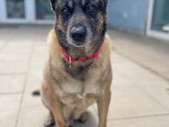 Freddy Wachhund su. Familienanschluß - Bückeburg