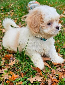 Liebevolle Havaneser-Shih-Tzu Welpen suchen Zuhause - Löwenberger Land