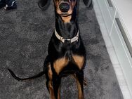 Dobermann ( Shelby ) Weibchen - Bielefeld