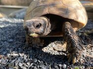 Griechische Landschildkröte aus Zucht mit Papieren; 25 J; männlich - Blankenbach