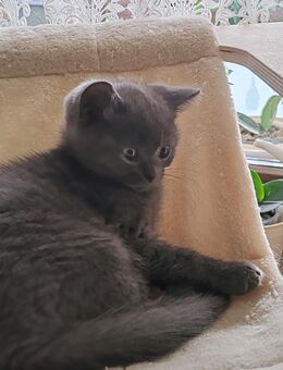 Süße Britisch Kurzhaar Kitten reinrassig - Altenburg