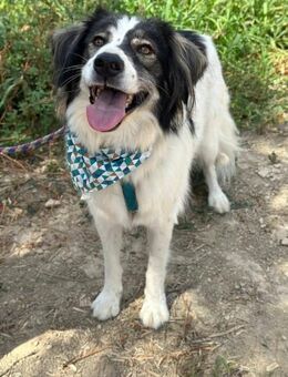 Energiebündel Daisy - Hückelhoven