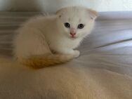 2 süße Katze suchen ein neues liebevolles ZuHause - Bonn Heiderhof
