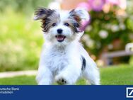 Perfektes Zuhause für Tierliebhaber - Großzügiger Garten für Hunde und Katzen! - Neu Wulmstorf