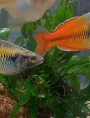 Regenbogenfisch boesemani in 97618