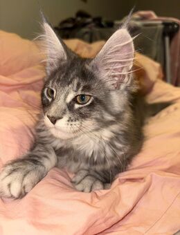 Maine Coon Kitten - Köln