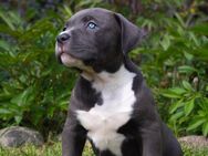 American bully xl - Krempdorf