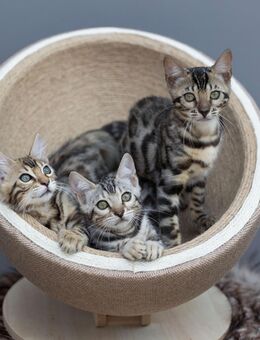Katzenfotografie, biete Shootings - Hadamar Zentrum