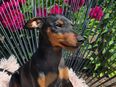 Reinrassiger Zwergpinscher in 28195