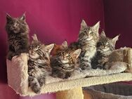 Maine Coon Babys Kitten Kätzchen - München
