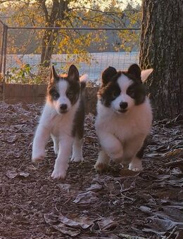 Husky Mix Welpen suchen ein Zuhause - Schwäbisch Hall