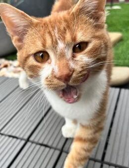 🧡 Kleiner handicap Jungkater Gerry 🧡 - Eislingen (Fils)