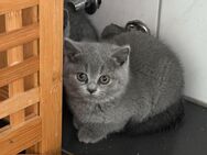 Britisch Kurzhaar Katzen - Perl