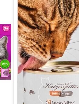 Suche ganz dringend katzenfutter geschenkt - Kassel
