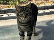 Lieber, junger Kater Billy - Karlsruhe