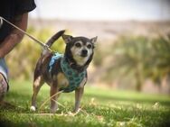 Chihuahua Mix Hündin sucht ein Zuhause - Hamburg