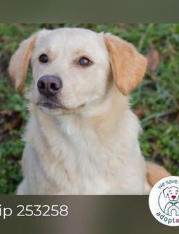 Chip 253258: Hundekind sucht ein Zuhause - Kirchzell