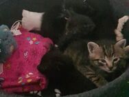 Katzenbabys, Kitten, 5 abzugeben ab 01.07.! - Homburg