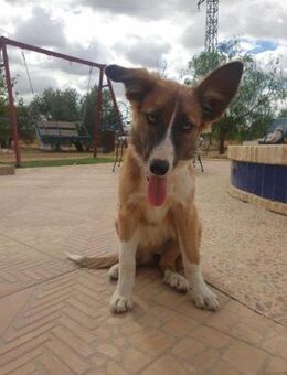 Herzensbrecherin RUSTY - Geilenkirchen